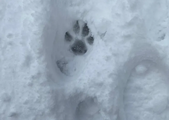 Immerso Nel Διαμέρισμα Campo di Giove